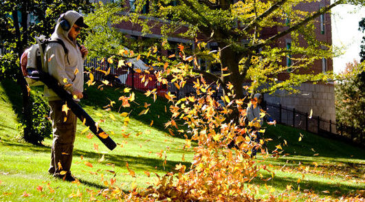 Fall/spring Clean - up